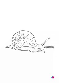 Coloriages d'animaux - Escargot 3