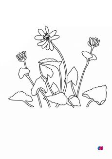 Coloriage de fleurs - Ficaire