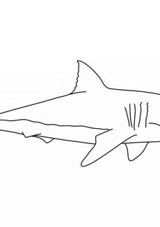 Coloriages d'animaux - Un requin