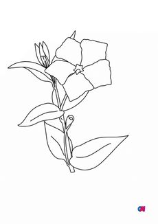 Coloriage de fleurs - Pervenche