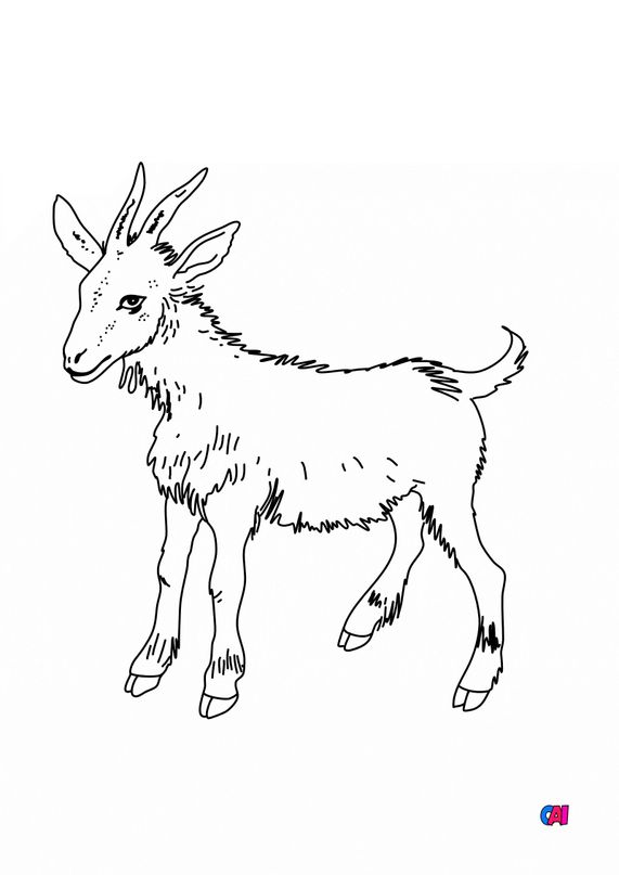 Coloriages D Animaux à Imprimer Une Chèvre
