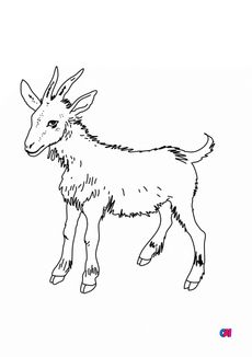 Coloriages d'animaux - Une chèvre