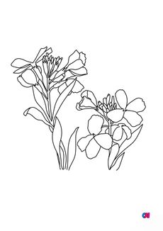 Coloriage de fleurs - Giroflée