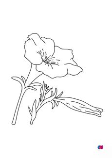 Coloriage de fleurs - Pétunia