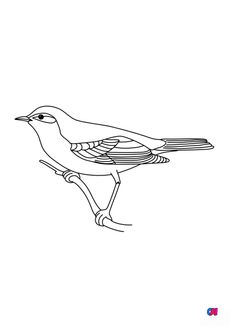 Coloriage D Oiseau A Imprimer Becasseau Variable
