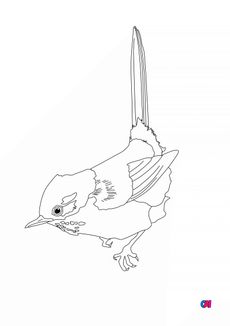 Coloriage d'oiseau - Fauvette pitchou