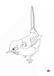 Coloriage d'oiseau - Fauvette pitchou