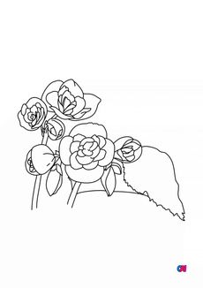 Coloriage de fleurs - Bégonia