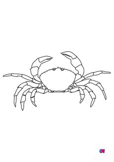 Coloriages d'animaux - Un crabe