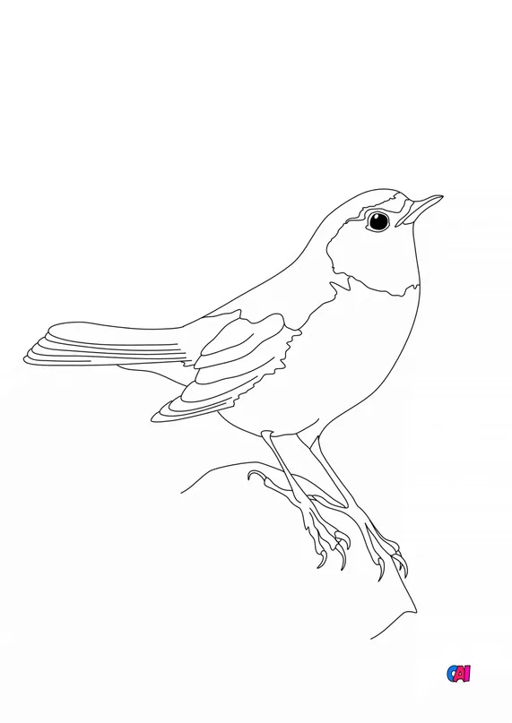 Coloriage D Oiseau A Imprimer Rougequeue A Front Blanc