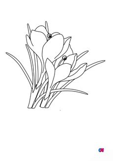Coloriage de fleurs - Crocus