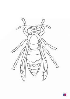 Coloriages d'animaux - Frelon européen