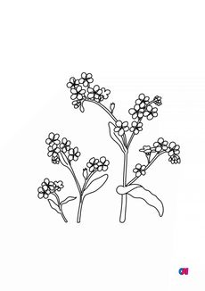 Coloriage de fleurs - Myosotis