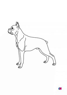 Coloriages d'animaux - Chien Boxer