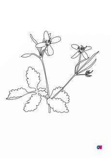 Coloriage de fleurs - Grande Éclaire