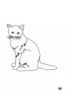 Coloriages d'animaux - Un chat