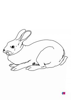 Coloriages d'animaux - Un lapin