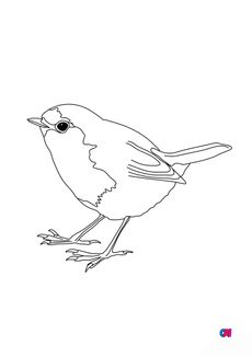 Coloriage d'oiseau - Rouge gorge