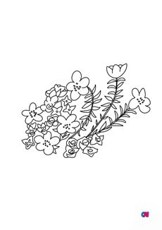 Coloriage de fleurs - Saxifrage