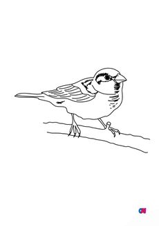 Coloriage d'oiseau - Un petit moineau