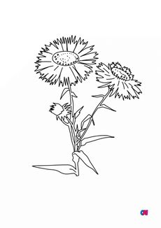 Coloriage de fleurs - Aster