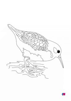 Coloriage d'oiseau - Bécasseau variable