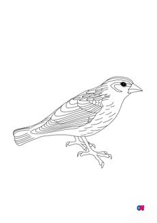 Coloriage d'oiseau - Moineau soulcie