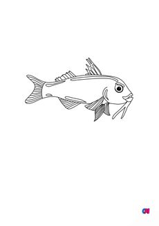 Coloriages d'animaux - Poisson Rouget