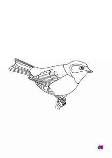 Coloriage d'oiseau - Mésange rémiz