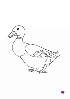 Coloriages d'animaux - Un canard