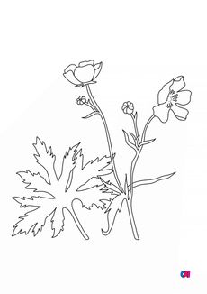 Coloriage de fleurs - Bouton d’or