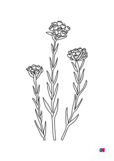 Coloriage de fleurs - Immortelles