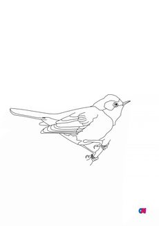 Coloriage d'oiseau - Fauvette grisette