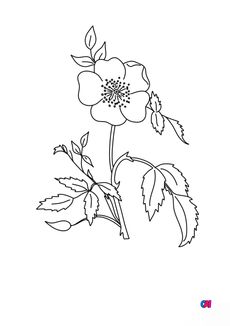 Coloriage de fleurs - Eglantine