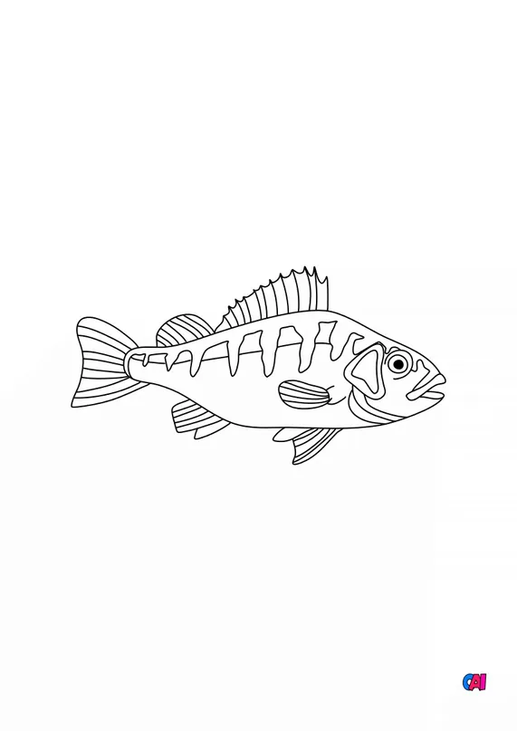 coloriages-d-animaux-imprimer-poisson-perche