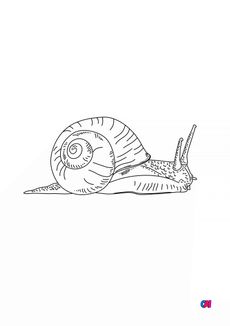 Coloriages d'animaux - Escargot 5